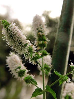 Mentha spicata - Organicidade - Canto das Flores 7