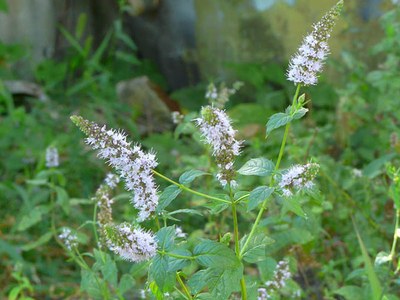 Mentha spicata - Radu Chibzii - Canto das Flores 8