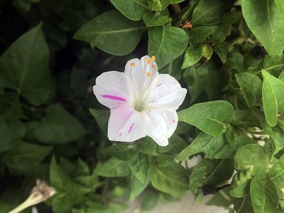 Mirabilis - CF 4