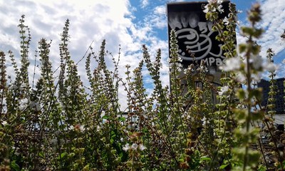 Ocimum basilicum - Canto das Flores 3
