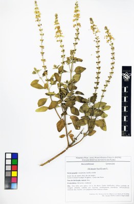 Ocimum basilicum - exsicata