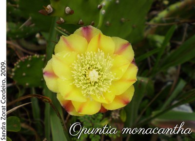 Opuntia monacantha