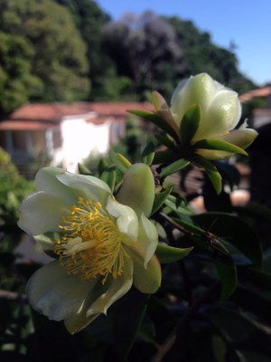 Pereskia aculeata - Organicidade - Canto das Flores 8