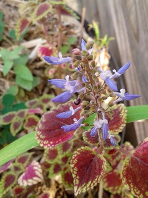 Plectranthus scutellarioides - Canto das Flores 3