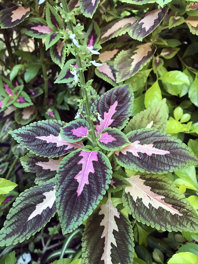 Plectranthus scutellarioides - Canto das Flores 6