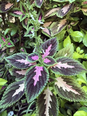 Plectranthus scutellarioides - Canto das Flores 6
