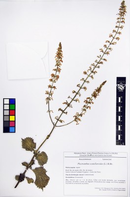 Plectranthus scutellarioides - exsicata