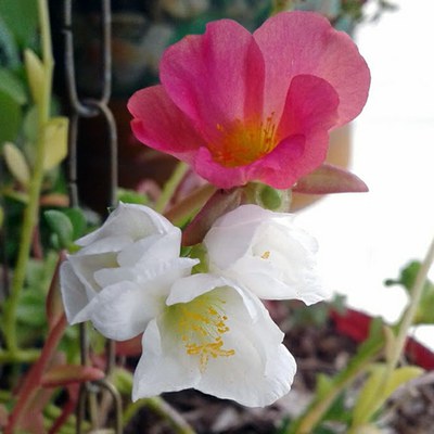 Portulaca umbraticola - Canto das Flores 5