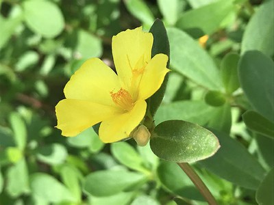 Portulaca umbraticola - Canto das Flores 7