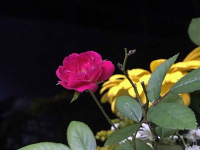 Rosa chinensis - Canto das Flores 7