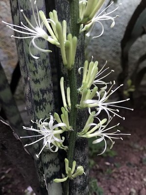 Sansevieria trifasciata - Canto das Flores 3