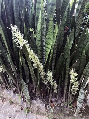 Sansevieria trifasciata - Canto das Flores 7