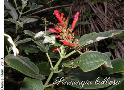 Sinningia bulbosa