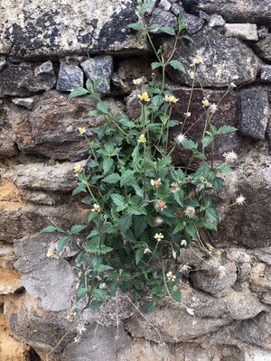 Tridax procumbens - Canto das Flores 3