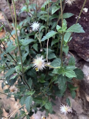 Tridax procumbens - Canto das Flores 5