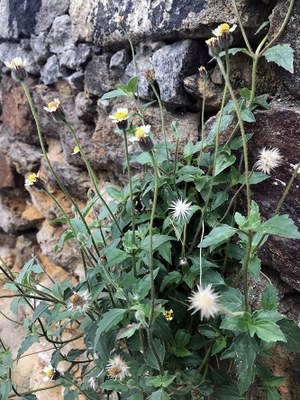 Tridax procumbens - Canto das Flores 6