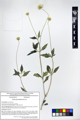 Tridax procumbens - Exsicata