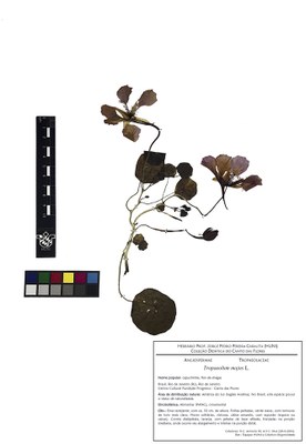 Tropaeolum majus - Exsicata