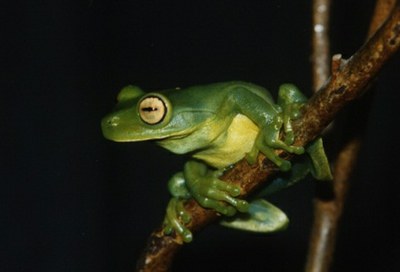 A espécie endêmica Aplastodiscus musicus está desaparecida desde 1995 (Foto: Arquivo do projeto)