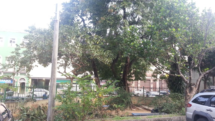 Mais uma poda de árvores realizada no dia 20 de julho