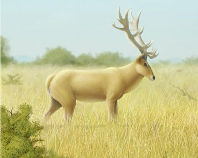 O 'Morenelaphus Brachyceros' podia pesar até 400 kg e se caracterizava por uma imensa galhada na cabeça dos machos