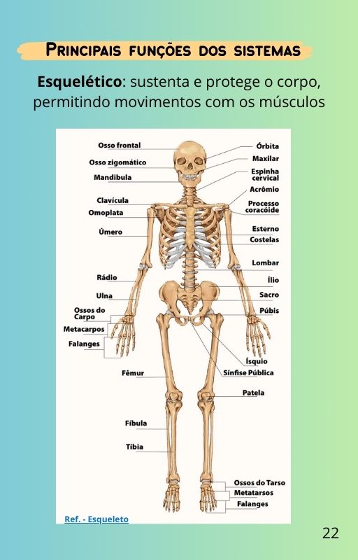 Corpo22