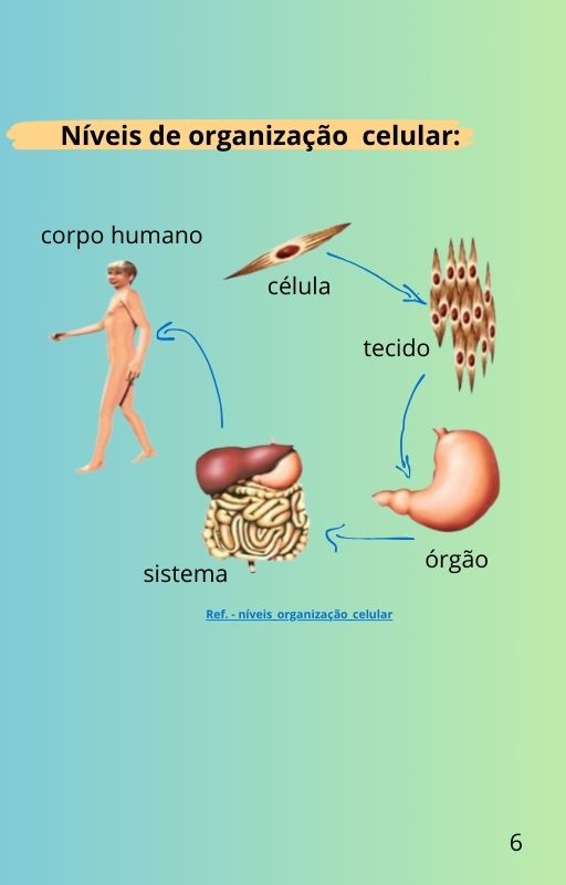 Corpo6