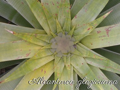 Alcantarea glaziouana