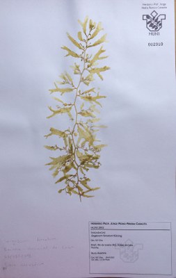 Sargassum