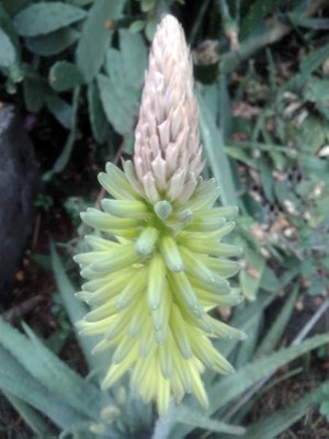 Aloe vera - Canto das Flores 6