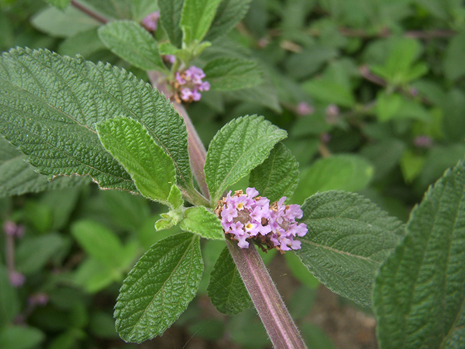 Lippia alba - Dianakc - Canto das Flores 7