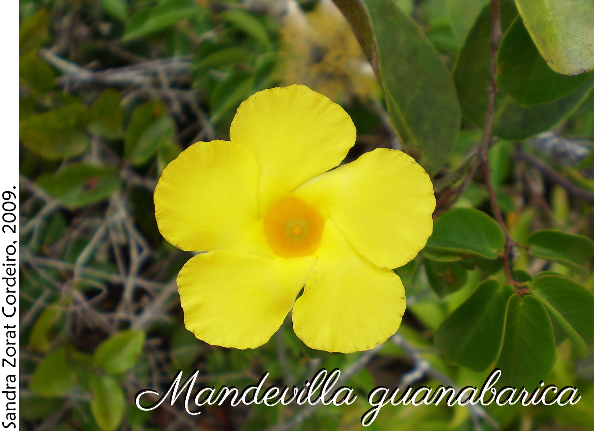 Mandevilla guanabarica