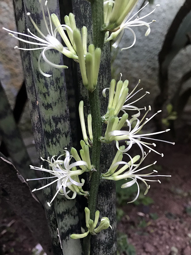 Sansevieria trifasciata - Canto das Flores 3