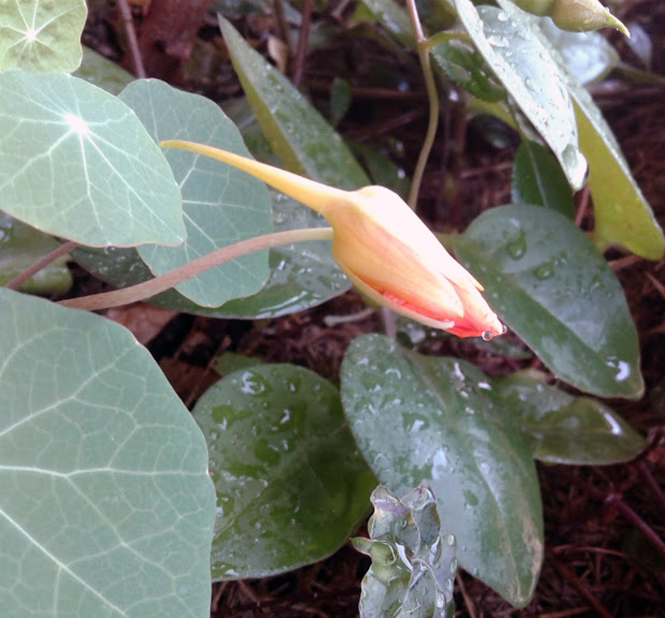 Tropaeolum majus - Canto das Flores 3