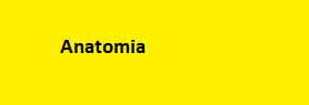 Anatomia