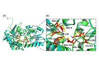 Grupo de pesquisa em Bioinformática da UNIRIO utiliza modelos computacionais para analisar novo tratamento para doenças infecciosas