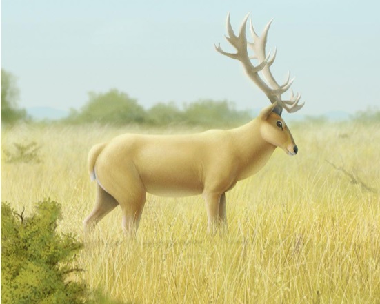 O 'Morenelaphus Brachyceros' podia pesar até 400 kg e se caracterizava por uma imensa galhada na cabeça dos machos