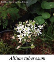 Allium tuberosum - prancha