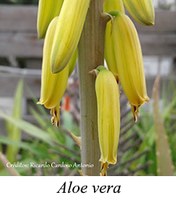 Aloe vera - prancha