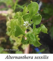 Alternanthera sessilis - prancha