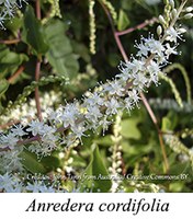 Anredera cordifolia - prancha