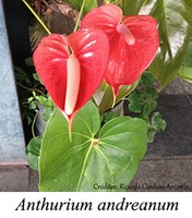 Anthurium andreanum - prancha