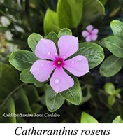 Catharanthus roseus - prancha