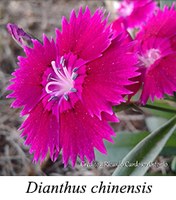 Dianthus chinensis - prancha