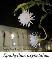 Epiphyllum oxypetalum - prancha