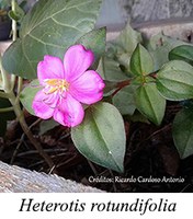 Heterotis rotundifolia - prancha