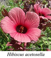 Hibiscus acetosella - prancha