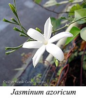 Jasminum azoricum - prancha