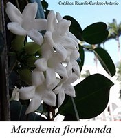 Marsdenia floribunda - prancha
