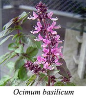 Ocimum basilicum - prancha